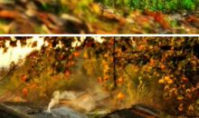 永不退色的风景