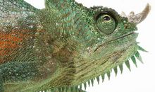 “变色龙”外婆