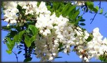 又见村头槐花开