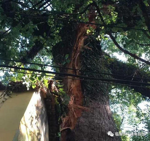 我真的希望是一棵猫咪树。