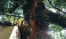 我真希望是一棵樟树