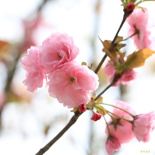 樱花之魂