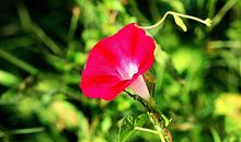 当我面对牵牛花的时候