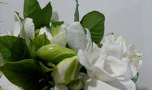 栀子花触动了我的心灵