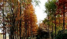 走在人生的小路