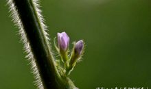 我是平凡的小草