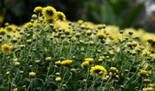 我爱家乡的菊花