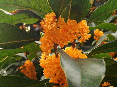 八月桂花开放