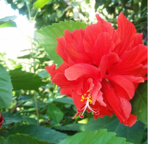 桑树花