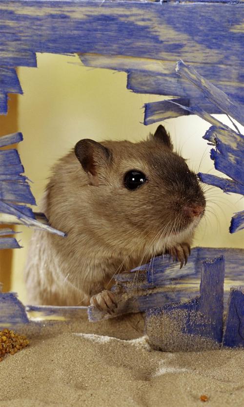 可爱的顽皮仓鼠