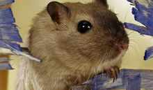 可爱淘气的仓鼠