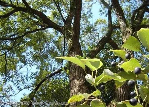 茶树和桂花树木
