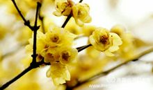 幸福之花开在感恩枝头