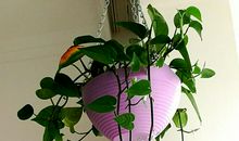 我爱我家的绿萝