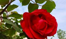 一花凋零一花绽放