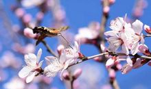 冬天走了，春天来了