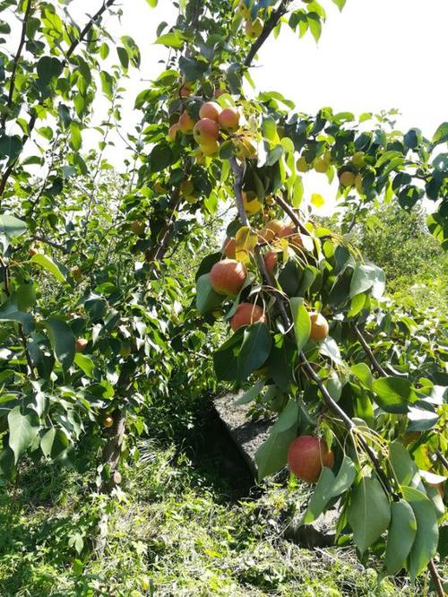南果梨树在家乡