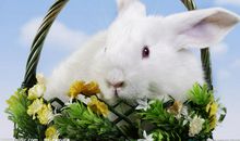 我最喜欢的小兔