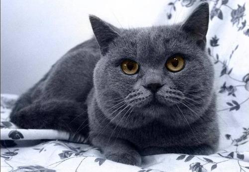 神奇的猫眼