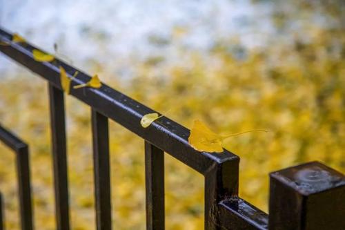 乡下秋天的雨