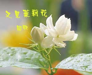 茉莉花