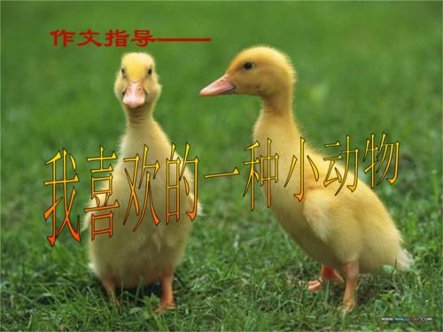 模仿白鹅写小动物