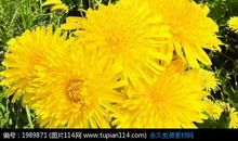 那一片橙黄色的花海