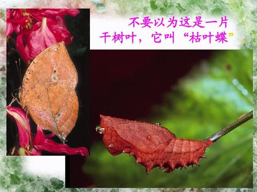我是校园里的死叶。