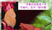 我是校园里的一片枯叶