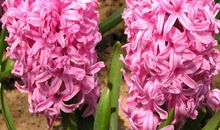 它一直住在我心里