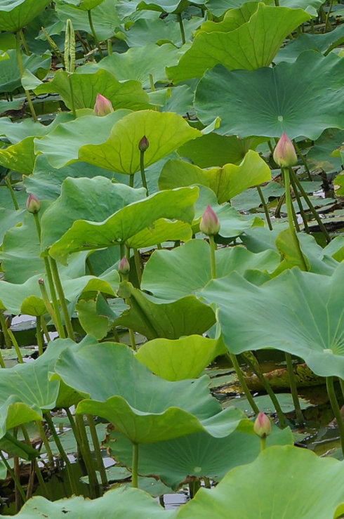 今晚的莲花池塘