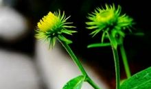 我是校园里的一株小草