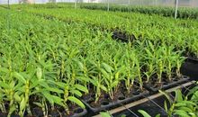 参观铁皮石斛种植基地