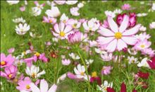 愉快的赏花之旅