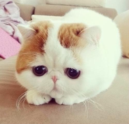 想念那些可爱的猫
