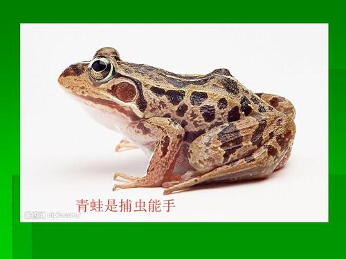 动物王国的培养