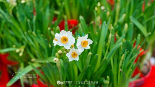 让灵魂开放树诚信