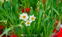 让心灵开一树诚信的花