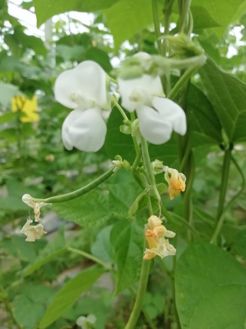 那个阳光，照亮心脏