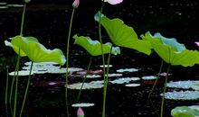 剪一段岁月，缓缓流淌