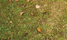 不悦人眼不追风