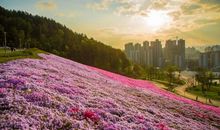 转过身，我看到了一片花海