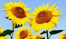 在温暖诗意的秋日里