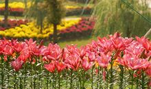 于无花处赏金秋