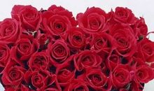 轻抚那朵花的芳香