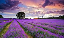 让生活绽放绚丽