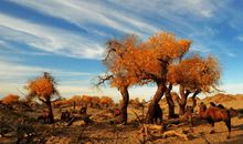 胡杨林中的启示