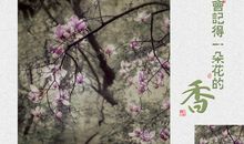 风会记得那朵花香