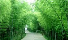 森林里的环保大会