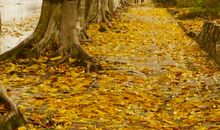 春雨中凋零的落叶